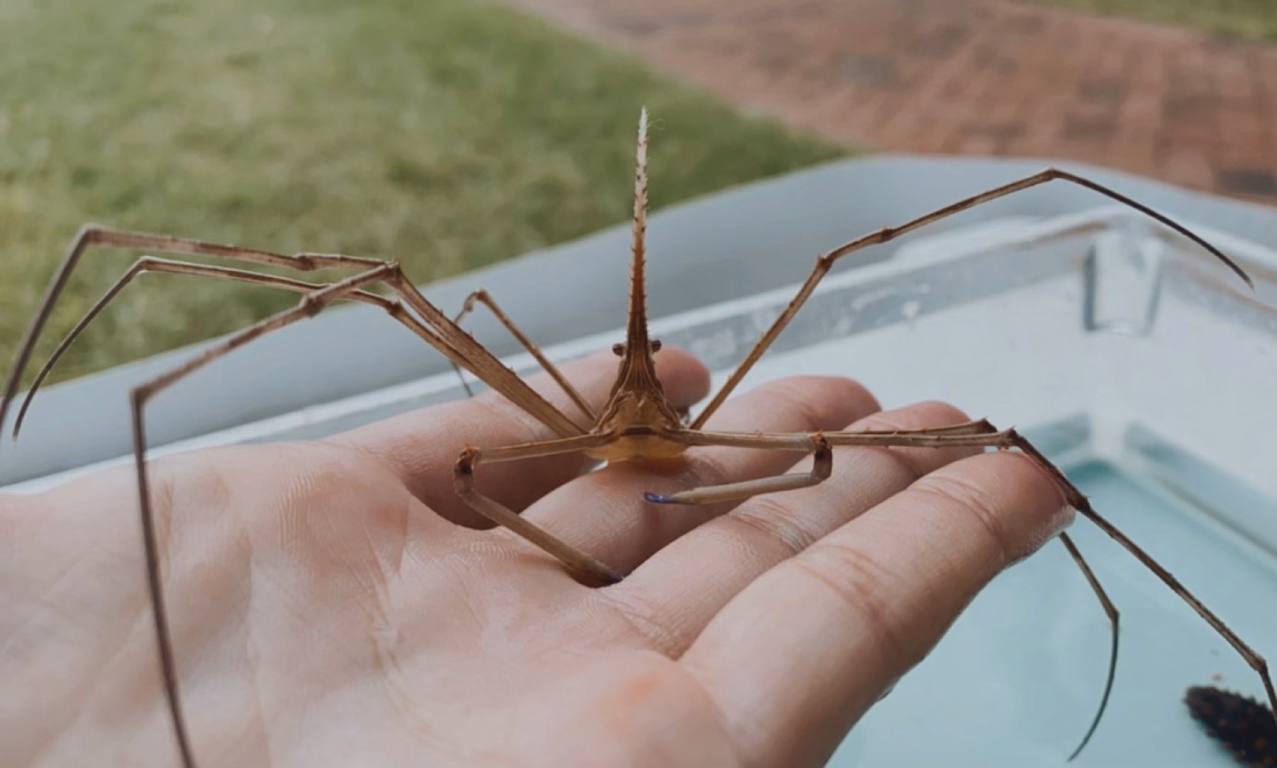 Guest observing an arrow crab during a hands-on marine encounter
