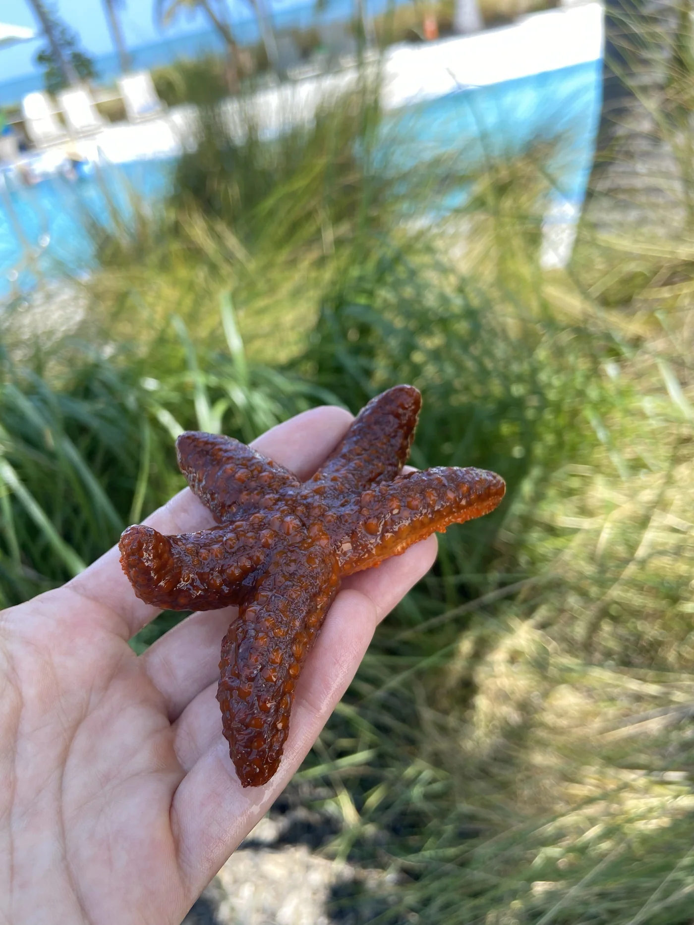 A close-up of a sea star resting in a hand beside the pool