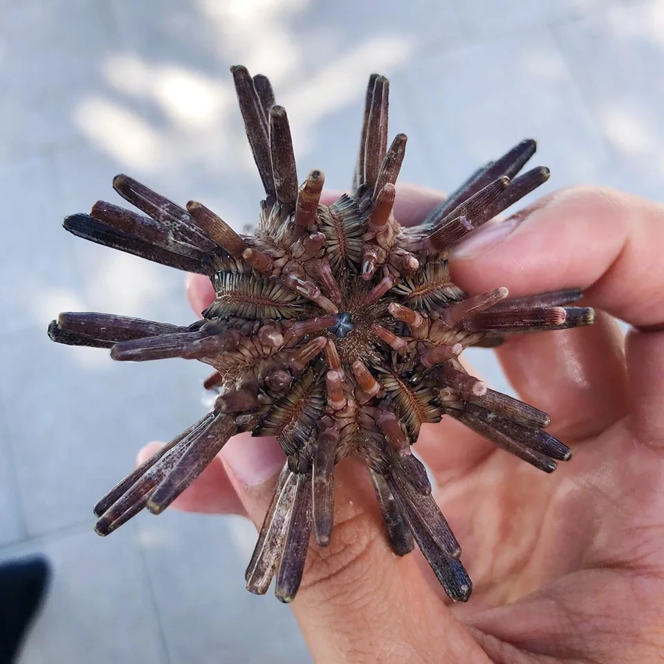 A close-up of a sea urchin and its textured spines