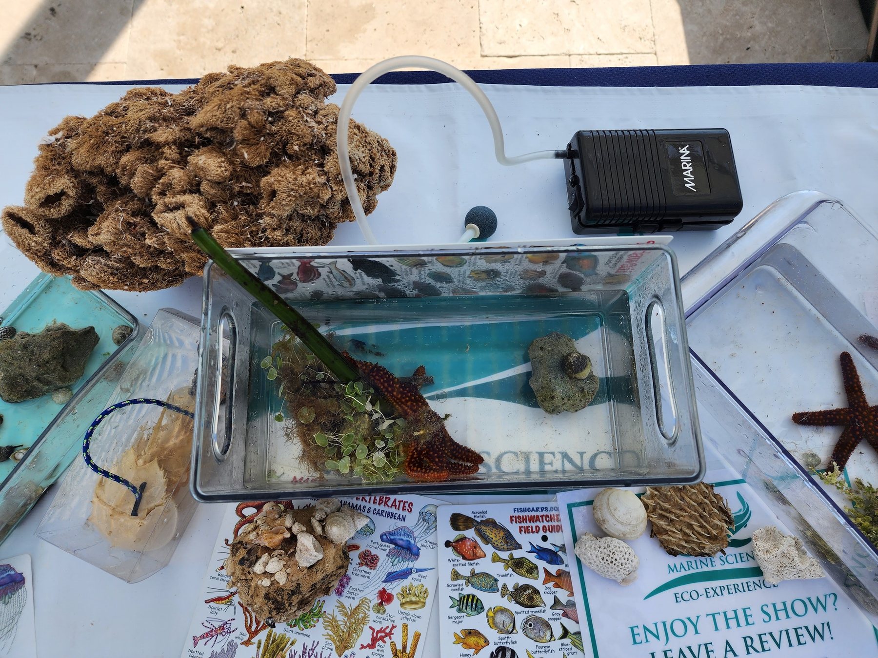 Marine specimens arranged for guest discovery
